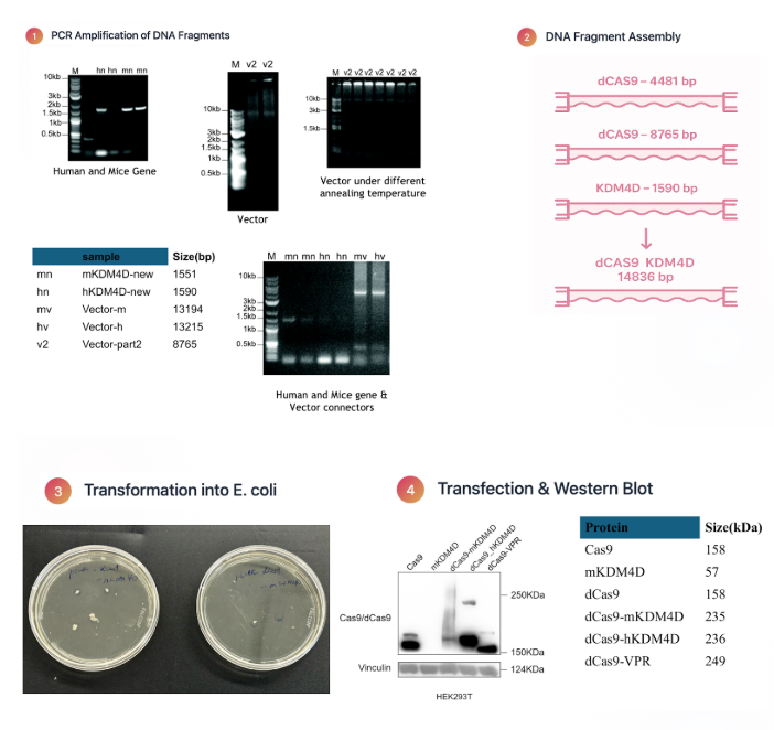 dCAS9-KDM4D Construction and Verification Workflow