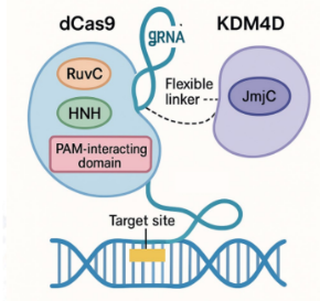 dCas9-KDM4D Complex Structure