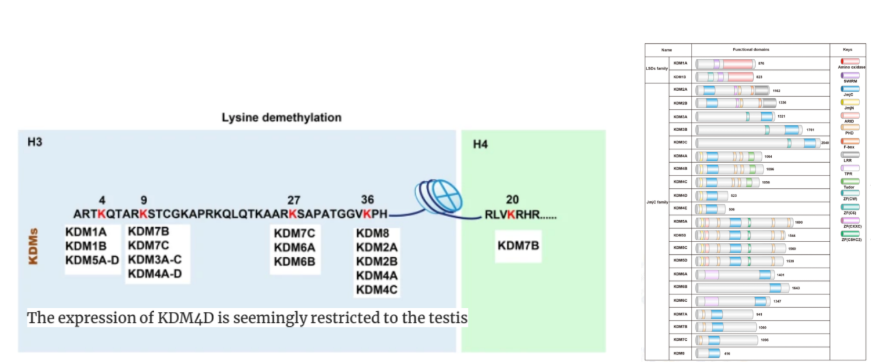Lysine Demethylation and KDM Functional Domains