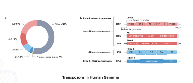 Transposons in Human Genome